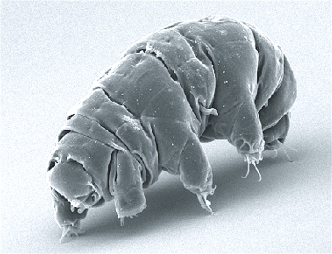 Mikroskopisches Bild Milnesium tardigradum